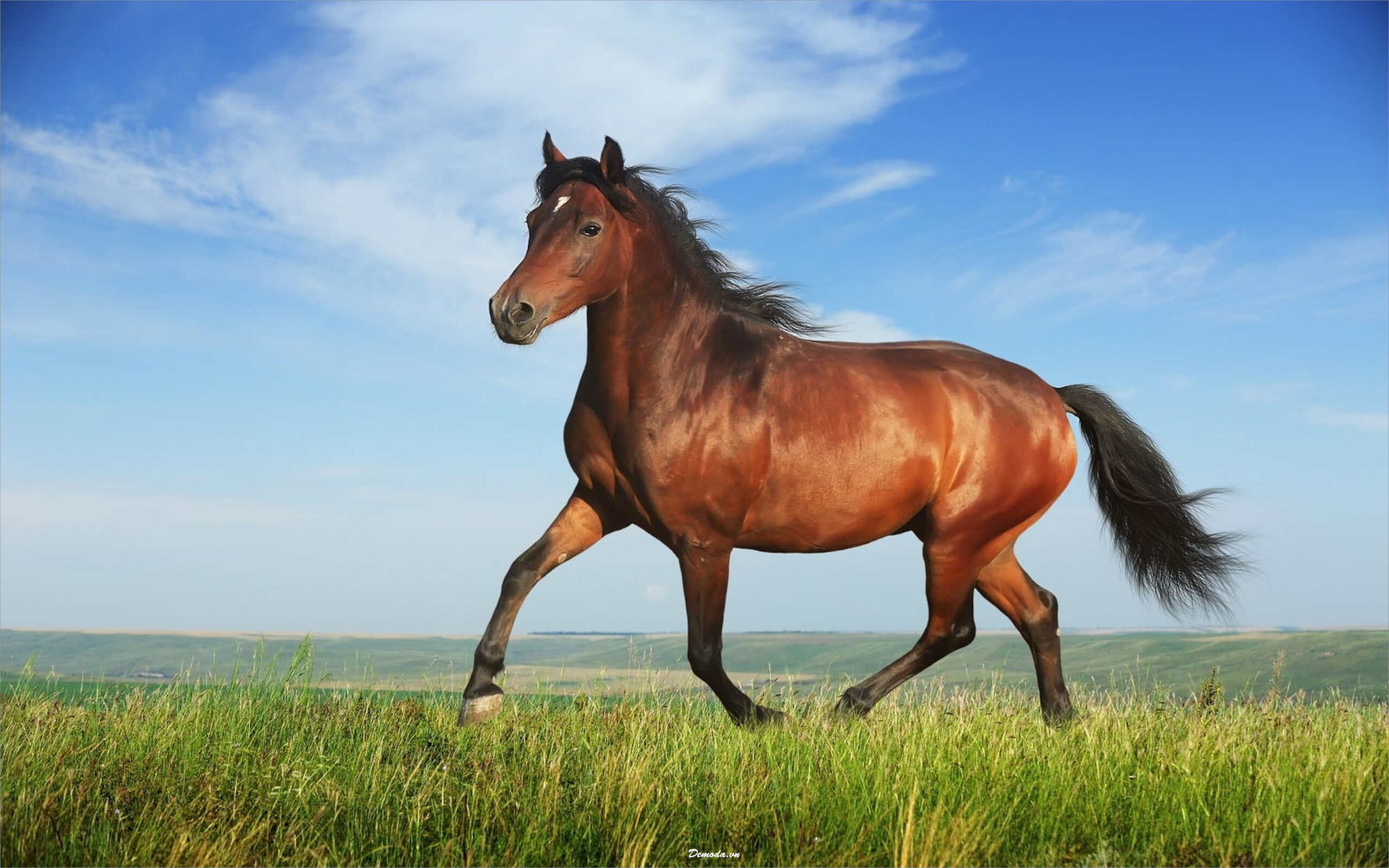 mơ thấy con ngựa